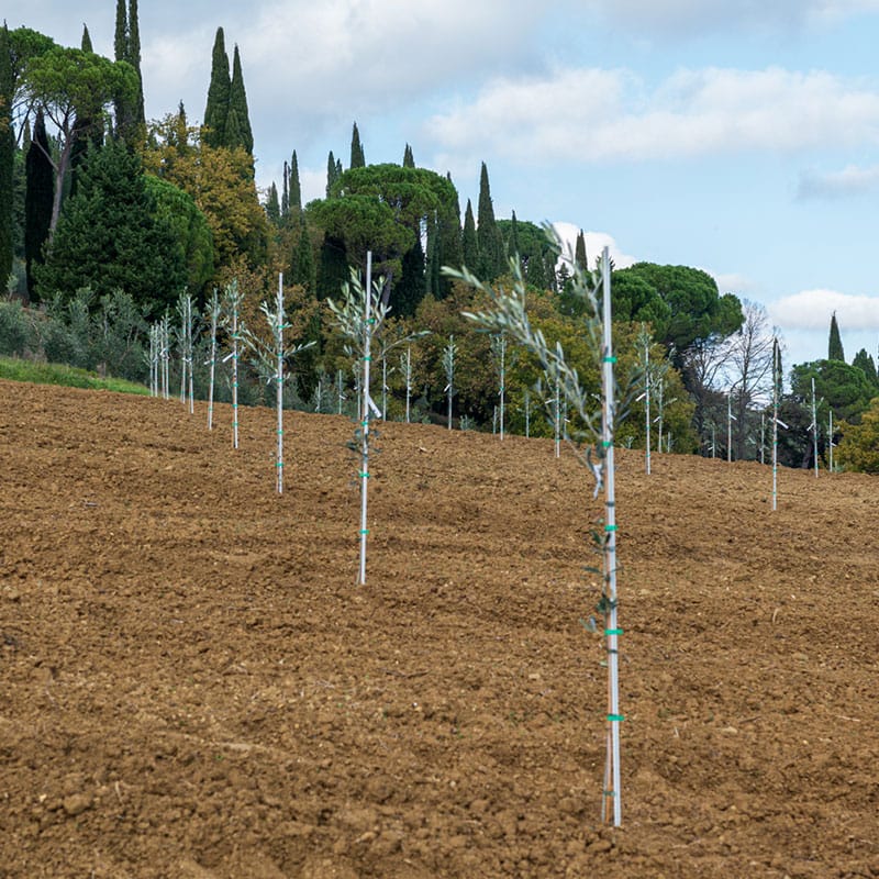 Pacchetto Gold